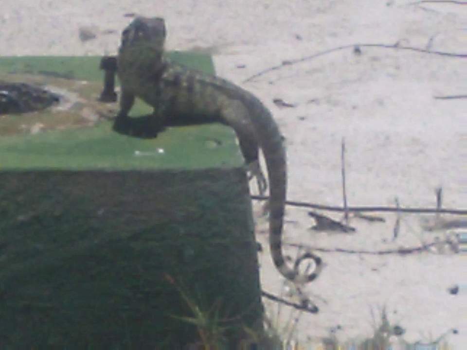 Tiere am Strand Starfish Cuatro Palmas