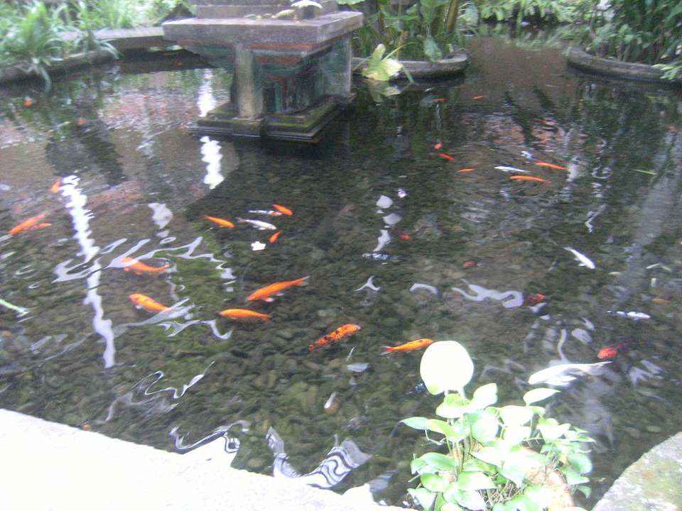 Fischteich Ayodya Resort Bali