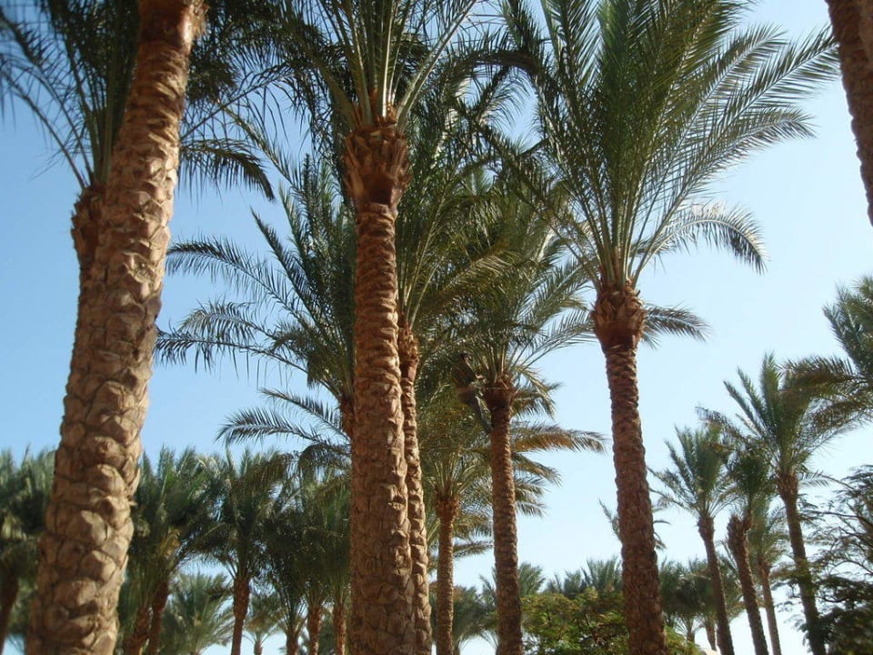 Palmen Makadi Palace