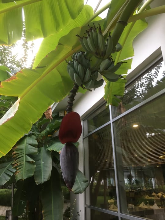 Gartenanlage TUI MAGIC LIFE Beldibi +16