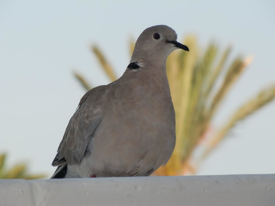 Täubchen Hotel Las Costas