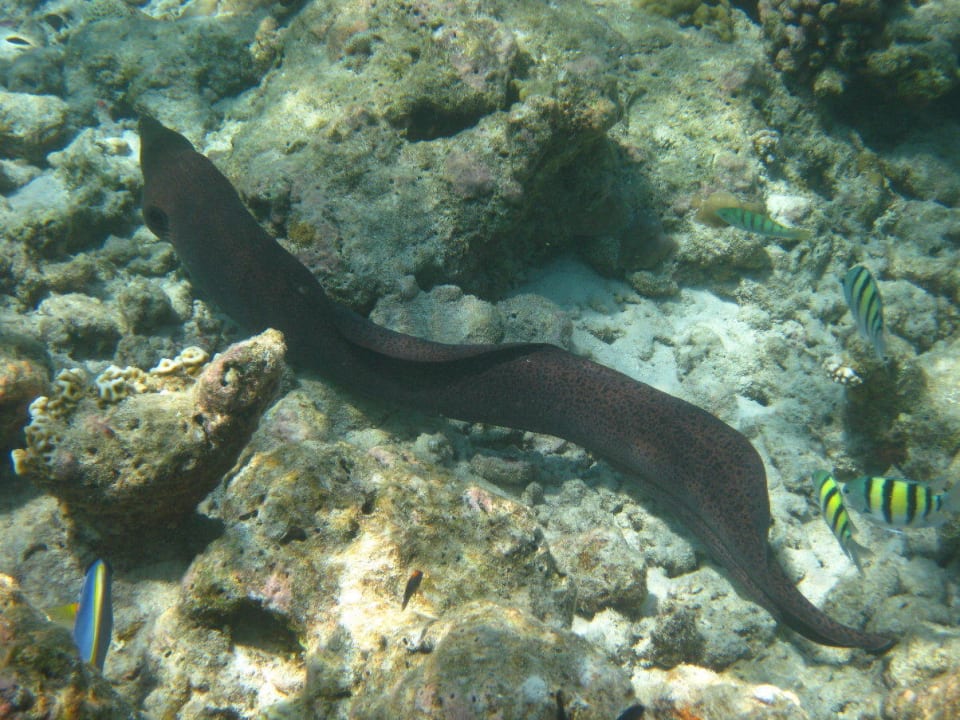 Unterwasserwelt am Hausriff NH Collection Maldives Reethi Resort