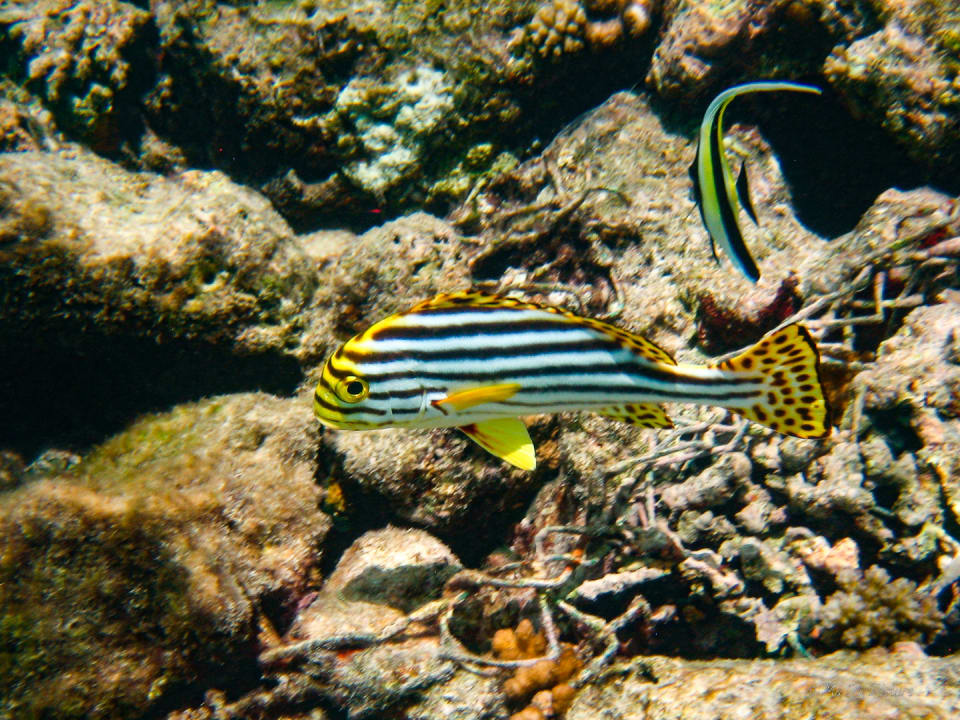 Sport & Freizeit Summer Island Maldives