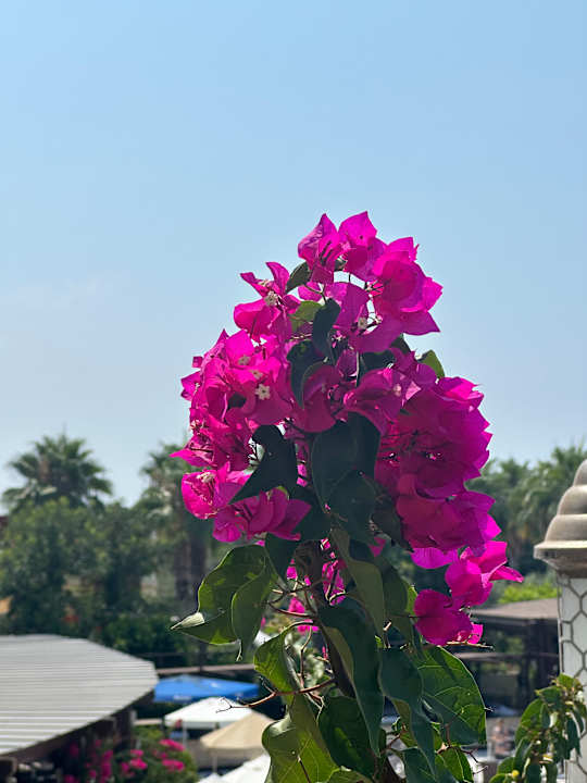 Sonstiges Seamelia Beach Resort