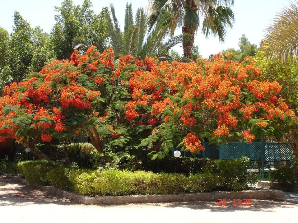 Gartenanlage Giftun Azur Resort