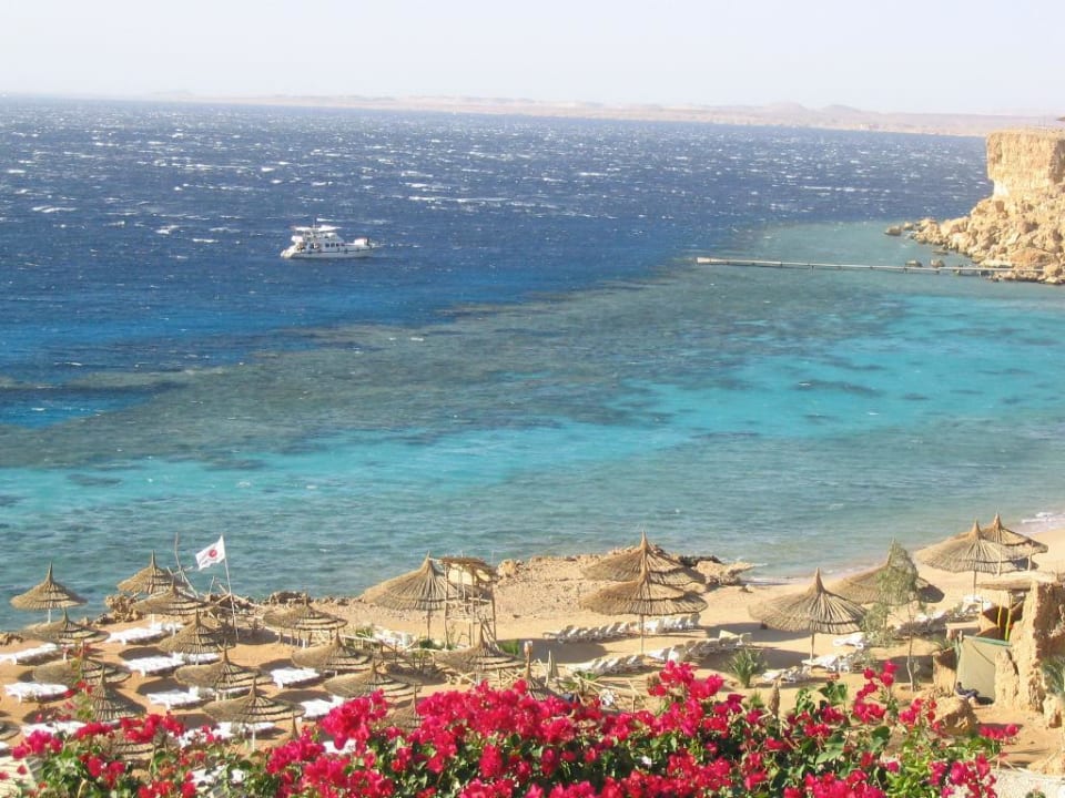 Korallen Reef Oasis Reef Oasis Beach Resort