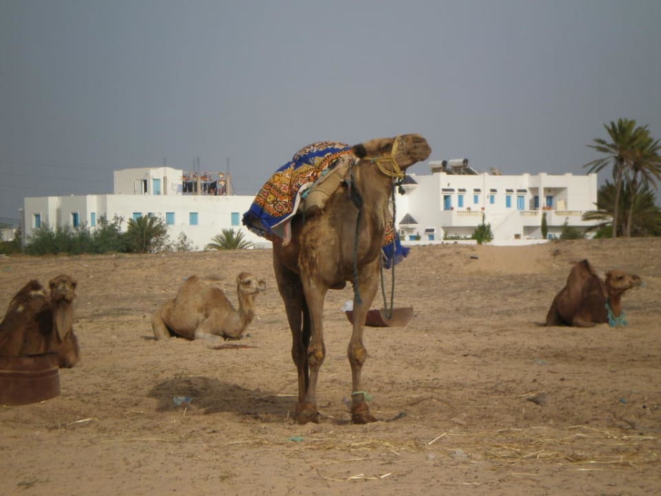 Kamele vom Fiesta Beach Hotel Fiesta Beach Djerba
