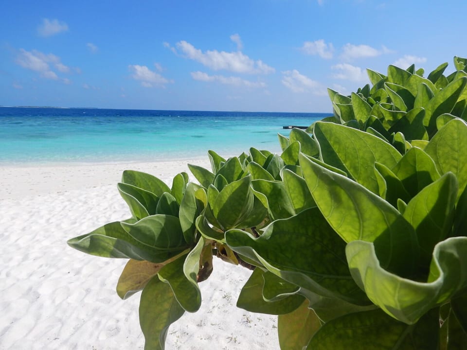 Meedhupparu Adaaran Select Meedhupparu Island Resort - Premium All Inclusive