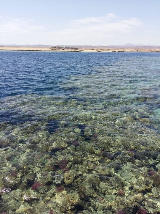 Tolles Riff bis an den Strand reichend Marina Resort Port Ghalib, a member of Radisson Individuals