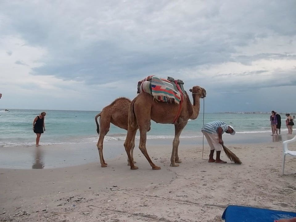 Kamele Hotel El Mouradi Cap Mahdia
