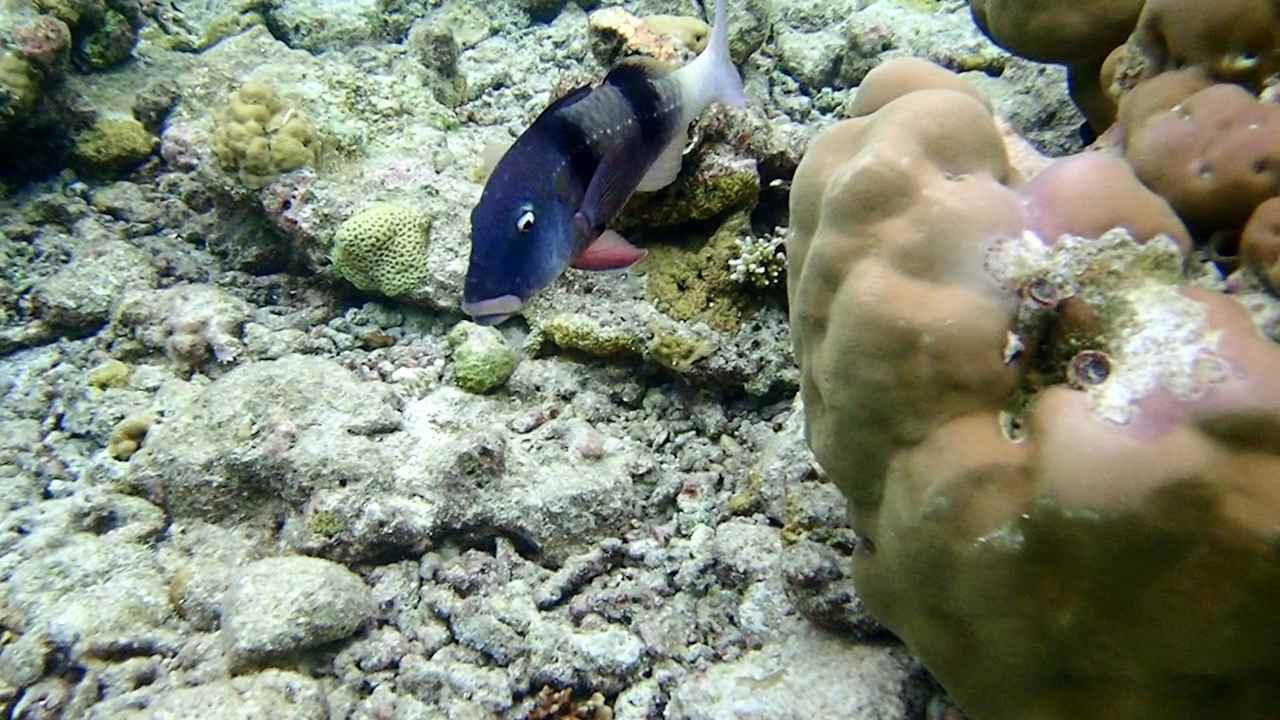 Sonstiges Vilamendhoo Island Resort & Spa