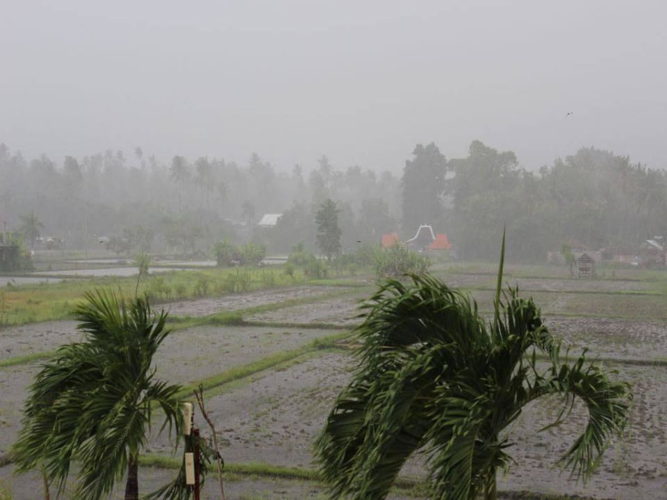 Es regnet in Strömen The Lovina