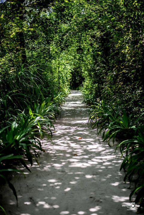 Dschungel wege  NH Collection Maldives Reethi Resort