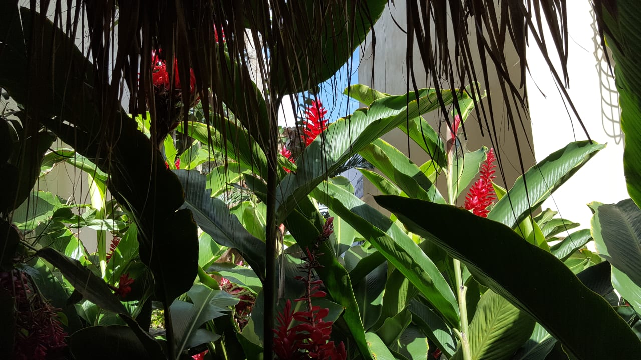 Gartenanlage Hotel Viva Dominicus Palace by Wyndham-All Inclusive Resort