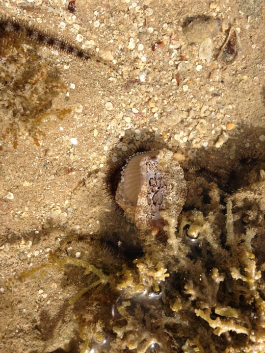 Чудо Stella Garden Resort & Spa, Makadi Bay