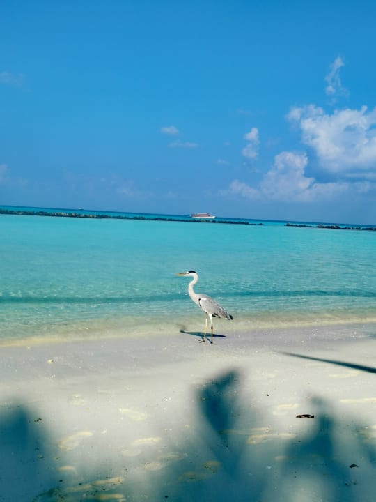 Strand Summer Island Maldives