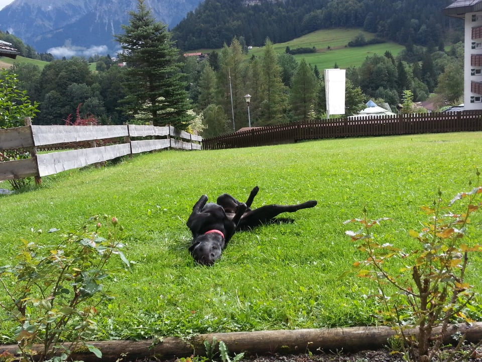 Max gefällt es auch gut Alpenhotel Oberstdorf
