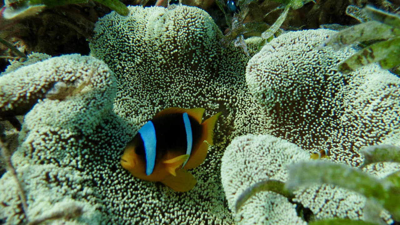 Strand Tropitel Sahl Hasheesh