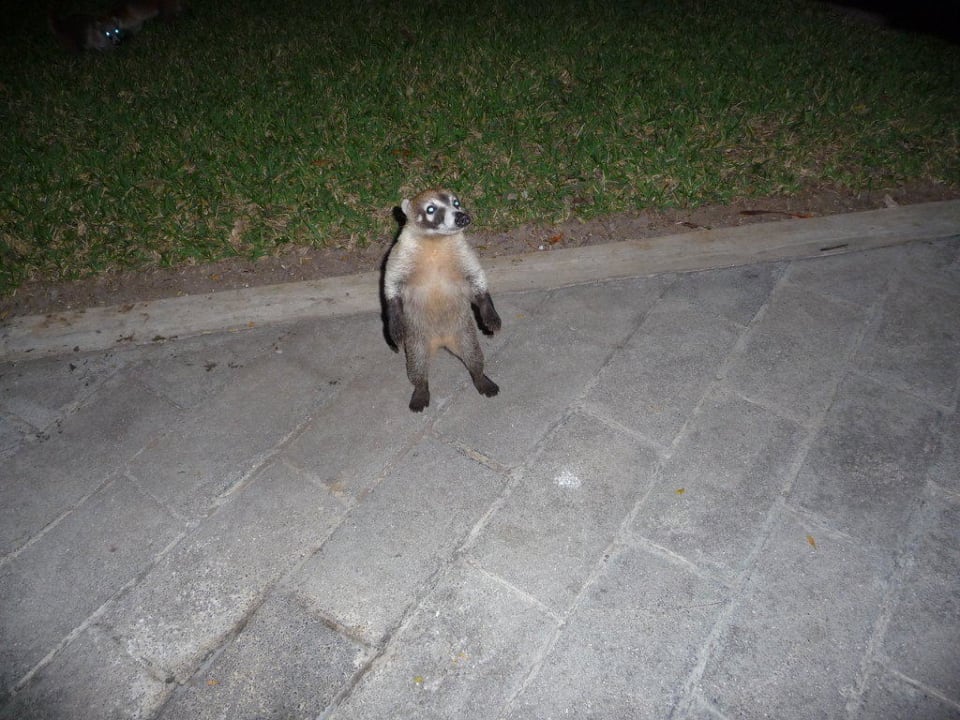 Nasenbär General Oberst Hotel Riu Tequila