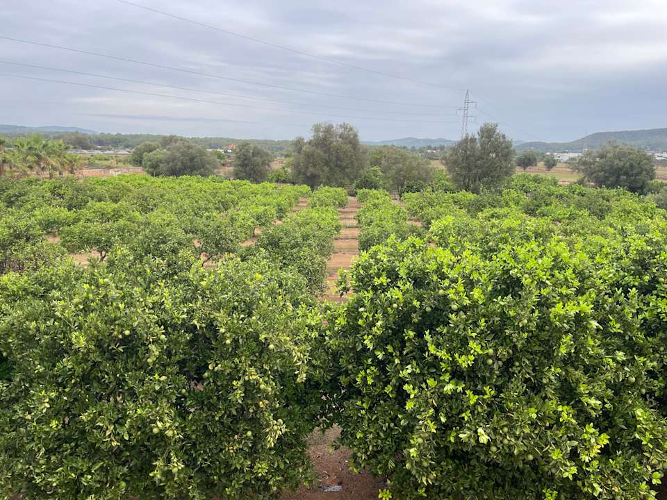 Gartenanlage Hotel Agroturismo Can Jaume