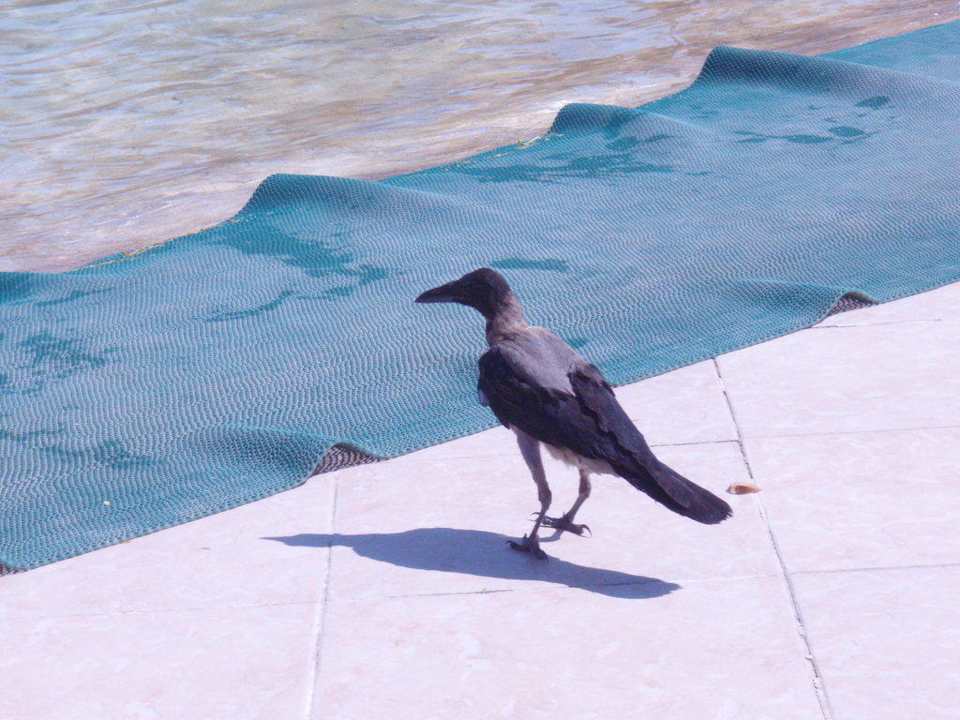 Atrakcje Pickalbatros Aqua Park Resort - Hurghada