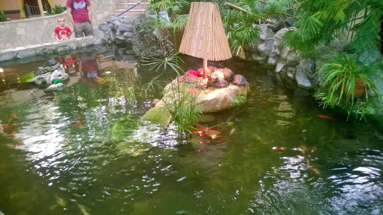 Schildkröteninsel und Goldfische Center Parcs Park Hochsauerland