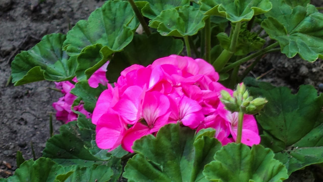 Gartenanlage Trendy Side Beach Hotel - Adults only