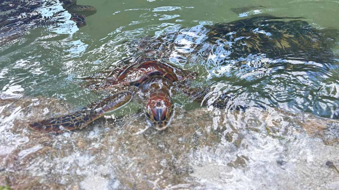 Sport & Freizeit TUI Blue Bahari Zanzibar