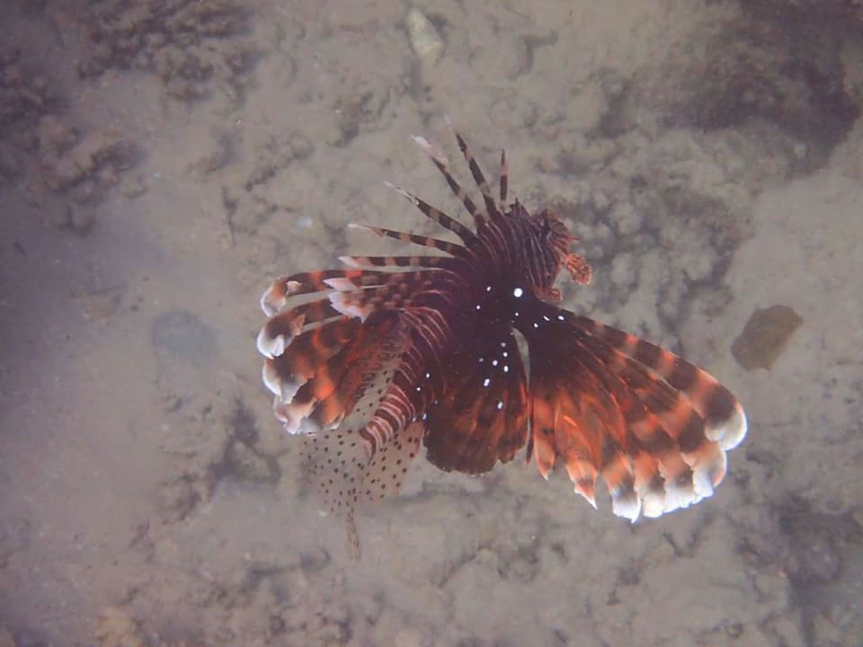 Strand Pickalbatros Citadel Resort