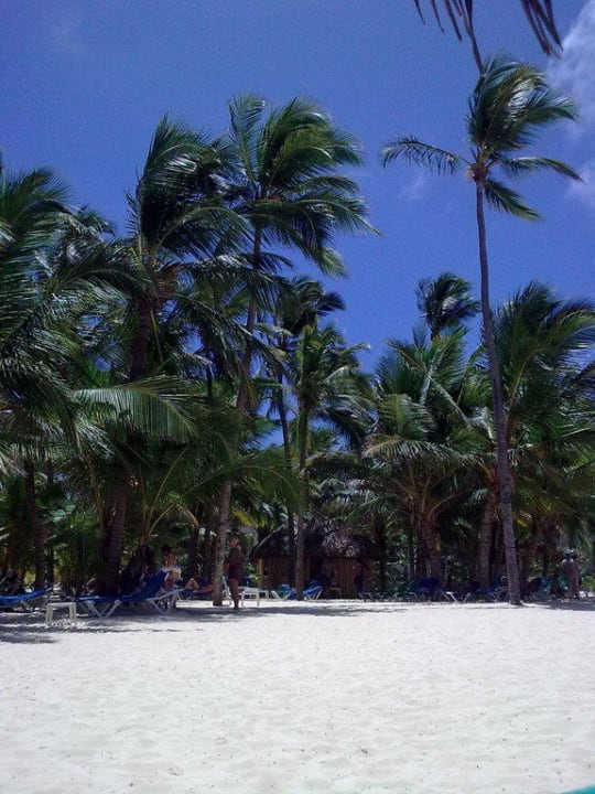 Palmen! Hotel Riu Palace Punta Cana