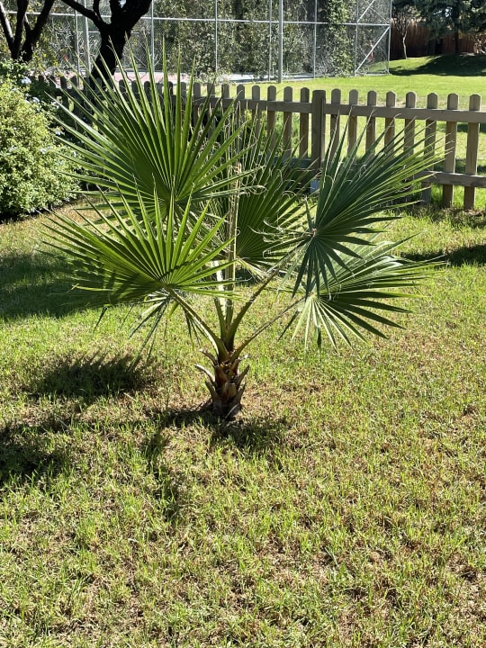 Gartenanlage Saturn Palace Resort Hotel