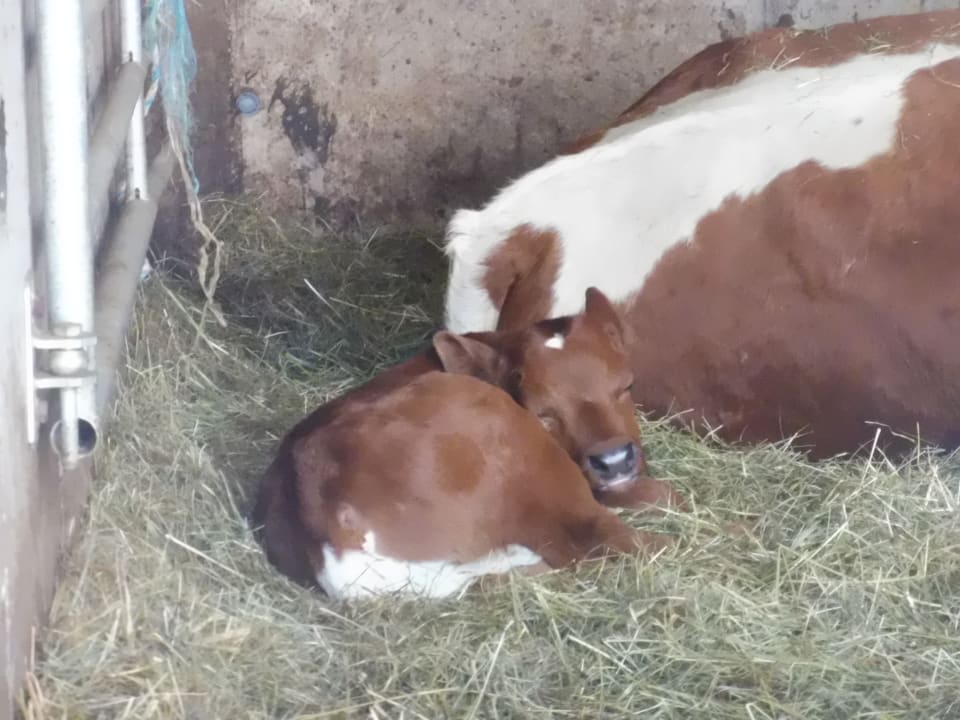Sonstiges Bauernhof Haus Waldesruh