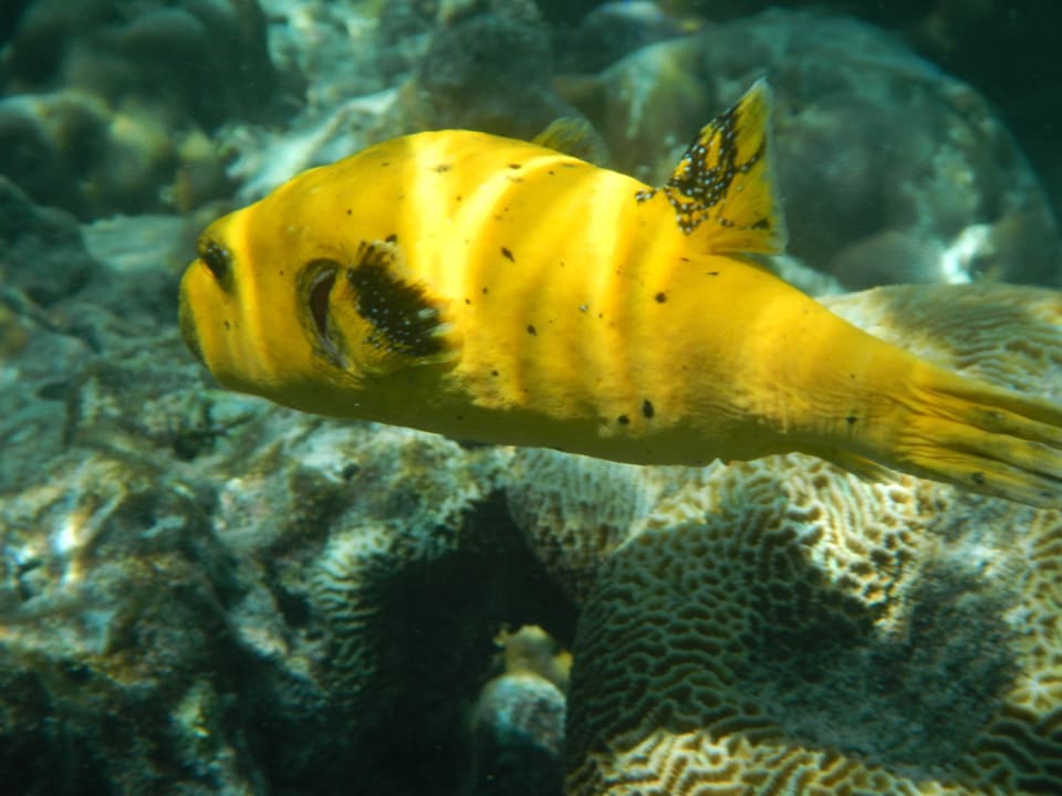 Kofferfisch zum streicheln nah Adaaran Select Meedhupparu Island Resort - Premium All Inclusive