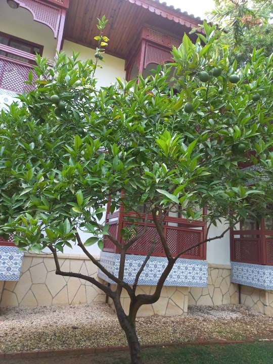 Gartenanlage Ali Bey Club