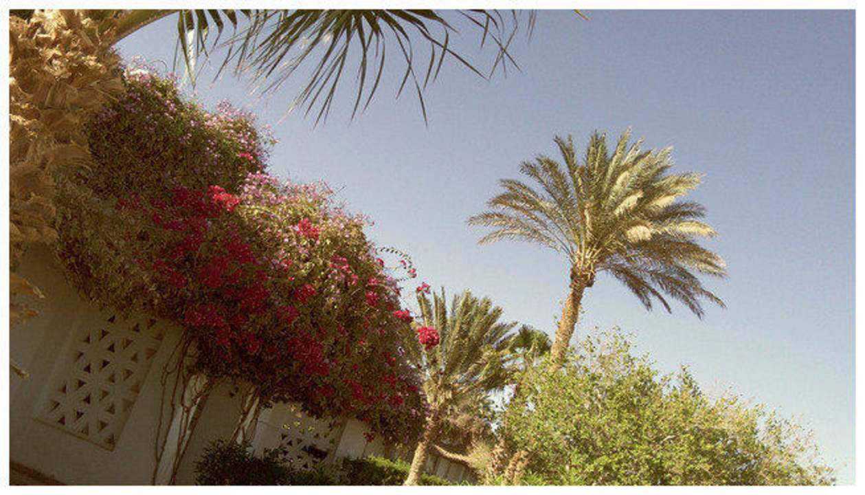 Red Shams Safaga Resort