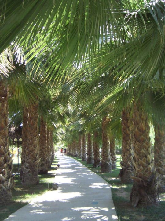 Palmenallee Hotel Gardenia Beach