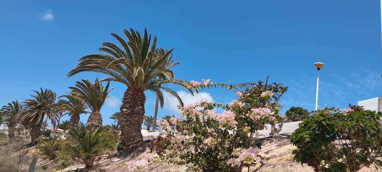 Gartenanlage SBH Club Paraiso Playa