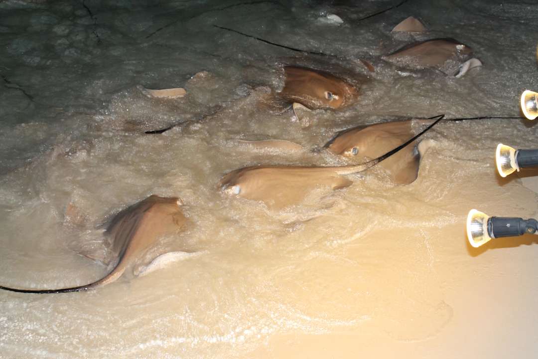 Stingrays Kuramathi Maldives