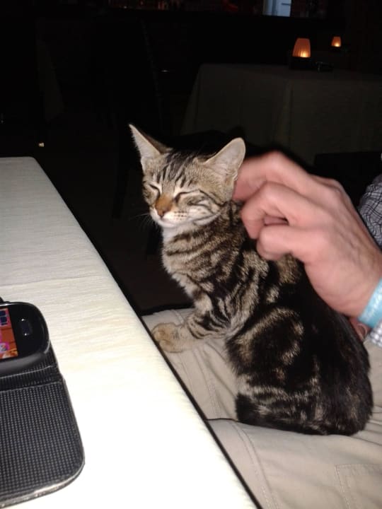 Alle Katzen lieben meinen Mann Adalya Resort & Spa - Adults Only