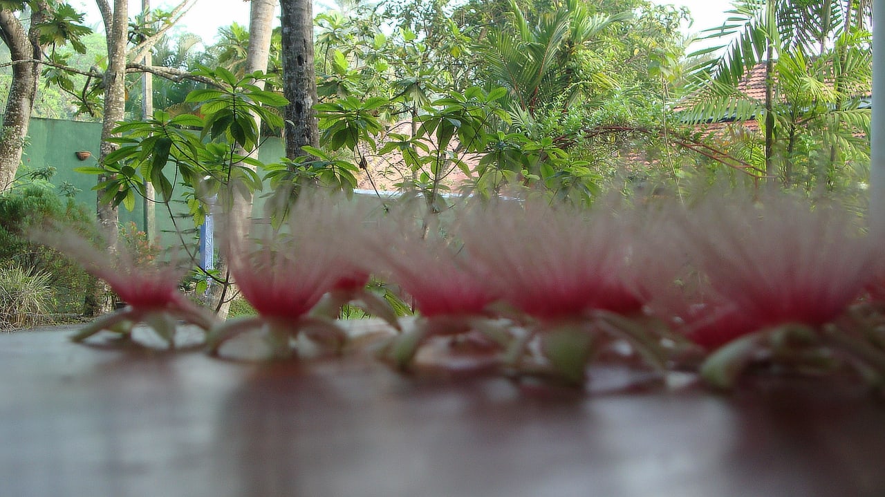 Flowers in the Garden of White-Bridge-House White Bridge House & Resort