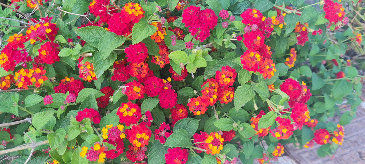 Gartenanlage Kalypso Cretan Village Sense Resort & Spa