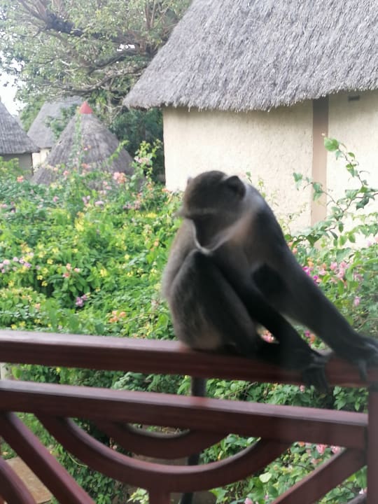 Ausblick Neptune Paradise Beach Resort & Spa