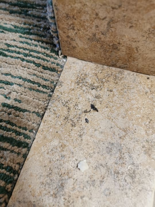 Zimmer The Ranch at Death Valley