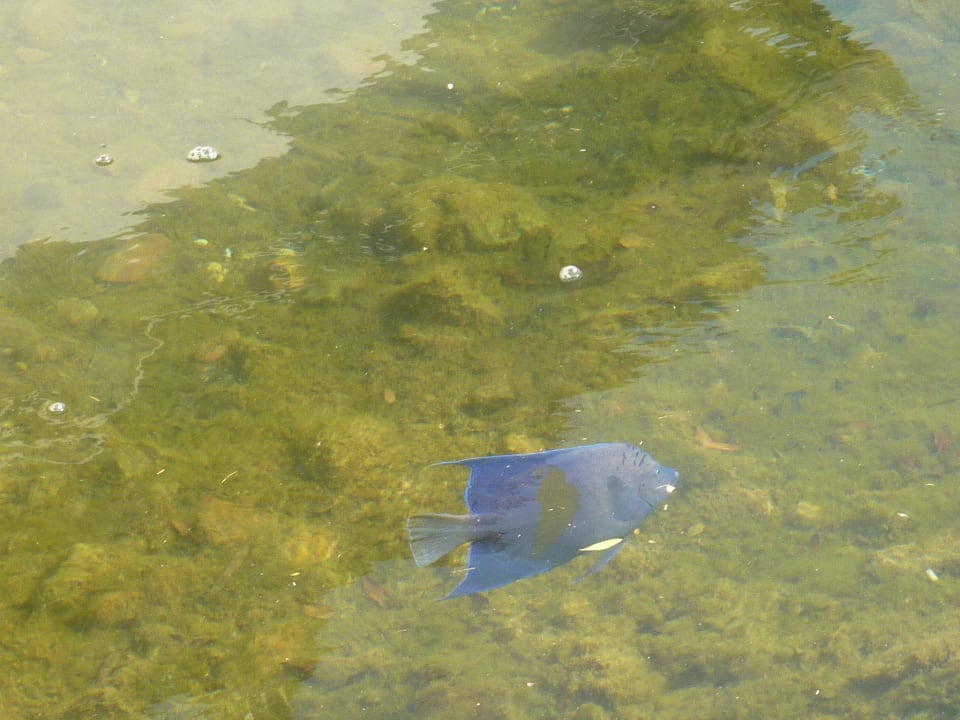 Brav sind sie gekommen Panorama Bungalows Resort El Gouna