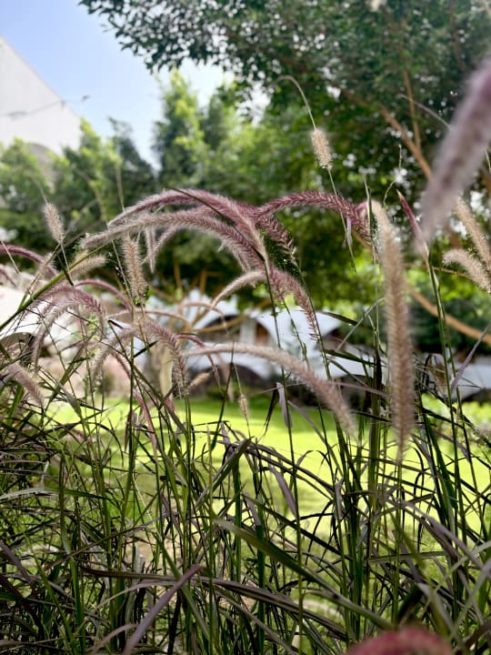 Gartenanlage Desert Rose