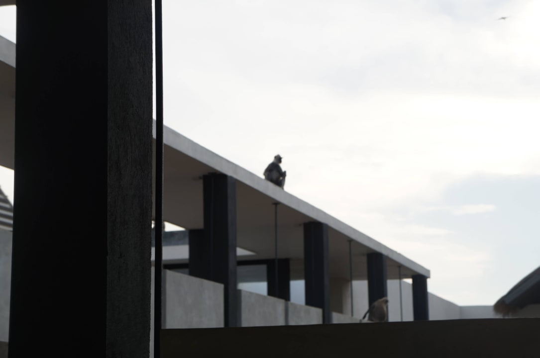 Malpa z Parku Yala z wizyta w hotelu Hotel Jetwing Yala