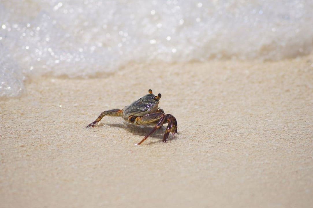 Nie gryzie  Velassaru Maldives