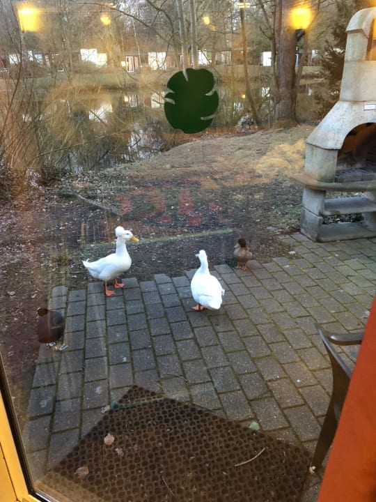 Besuch auf der hauseigenen Terrasse. Center Parcs De Eemhof