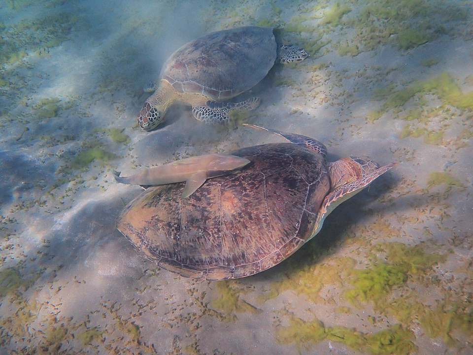 Sonstiges Shams Alam Beach Resort