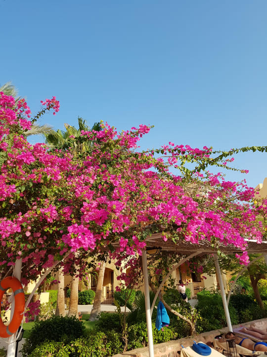 Gartenanlage Steigenberger Coraya Beach - Adults only